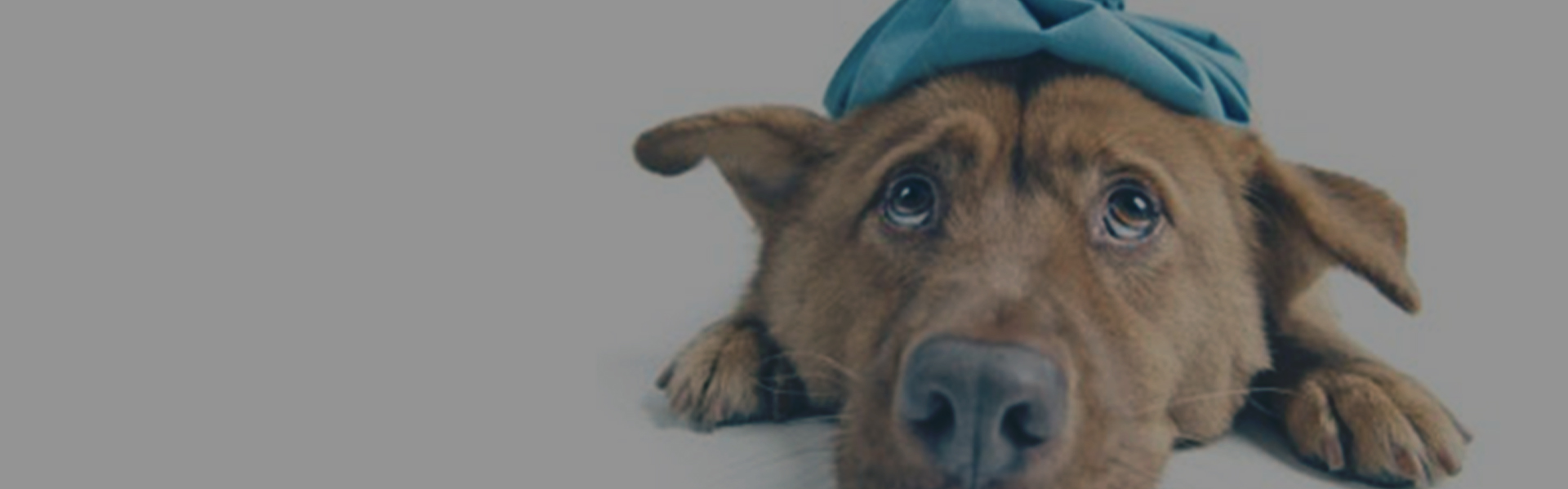 spinello_seguros_site_banner_pet